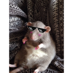 The rats of the land!!