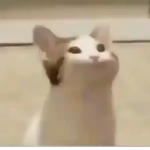 Pop Cat Brothas