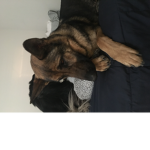 Just doge