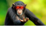 The Monkey Forces