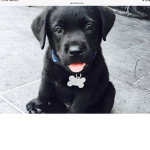 Lessss goooo Puppies