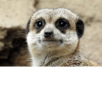 The Cool Meerkat