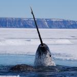We love pretty blue magical Narwals