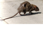 rats of royalty