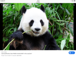 #panda nation!!!