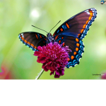 butterflies forever!
