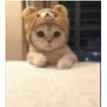 I love kitty cat's