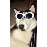 Dog with the drip