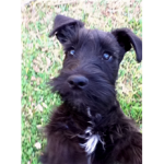 ~Schnauzer lovers!~