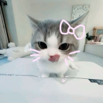 kitten lovers !