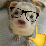 Ferret$