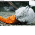 BunnyPotato
