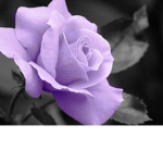 Purple roses for life x