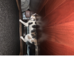 Ginger is a kitten