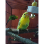 Kiwi And Cheeto