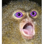 monkey milk