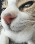 My Friends Cat Group Thumbnail