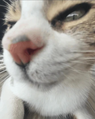 My Friends Cat Roblox group icon