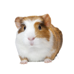 Guinea Pig Corp.