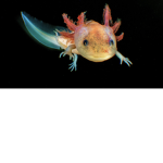 Axolotls_United