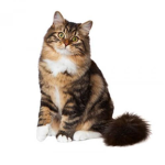 DaCats