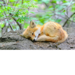 The Champion Foxes