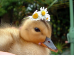 ~ DUCKIES ~