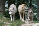 My little diversity of little wolves