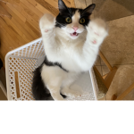 aesthetic.kittenss
