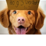 DOG ARMY UNITED