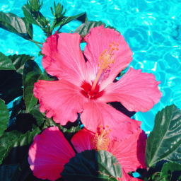 🌷  ☆ ❀
