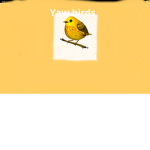 yawww birds