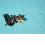 #cute club!