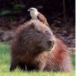 Roblox Animals :3