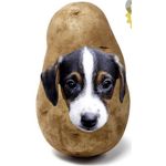 Doggo in potato life