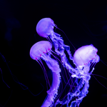 jelly jellies