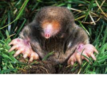 THE MOLE ARMY