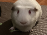 THE ARMY OF GUINEA PIGGIES