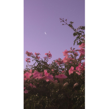 D o n t