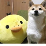 Shiba Puppys