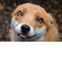 fox cars