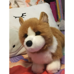 Doug the corgi