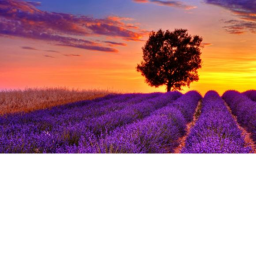 ~Lavender Hangout!~