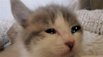 Crying Kittens
