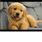 The Doggy Republic