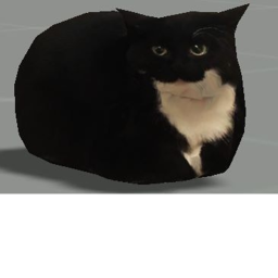 Cat hangout