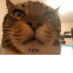 cheesenon