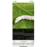 Silkworm party