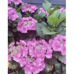 * Blossy blossoms *