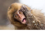 Officially the Monkey group